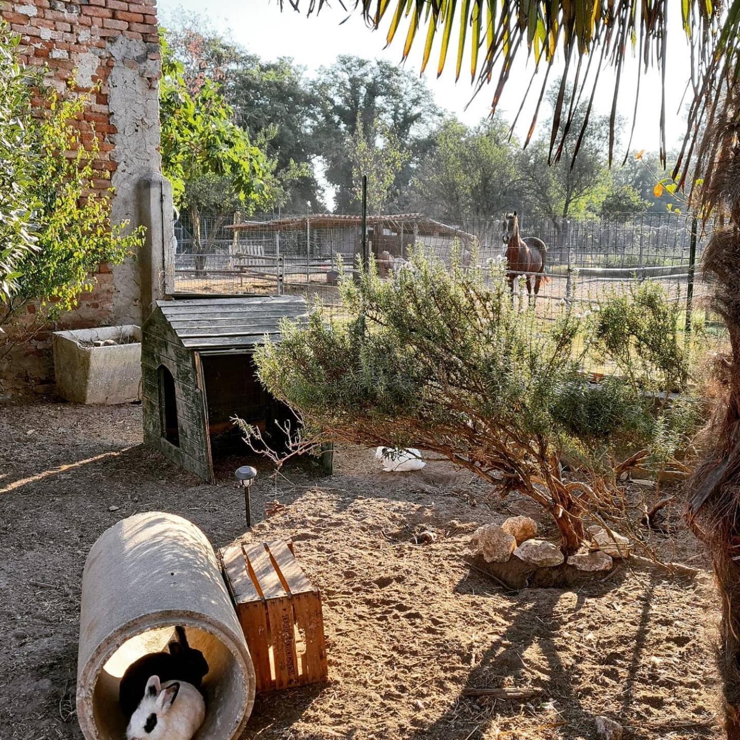 Agriturismo Il Campagnino 크레모나 외부 사진